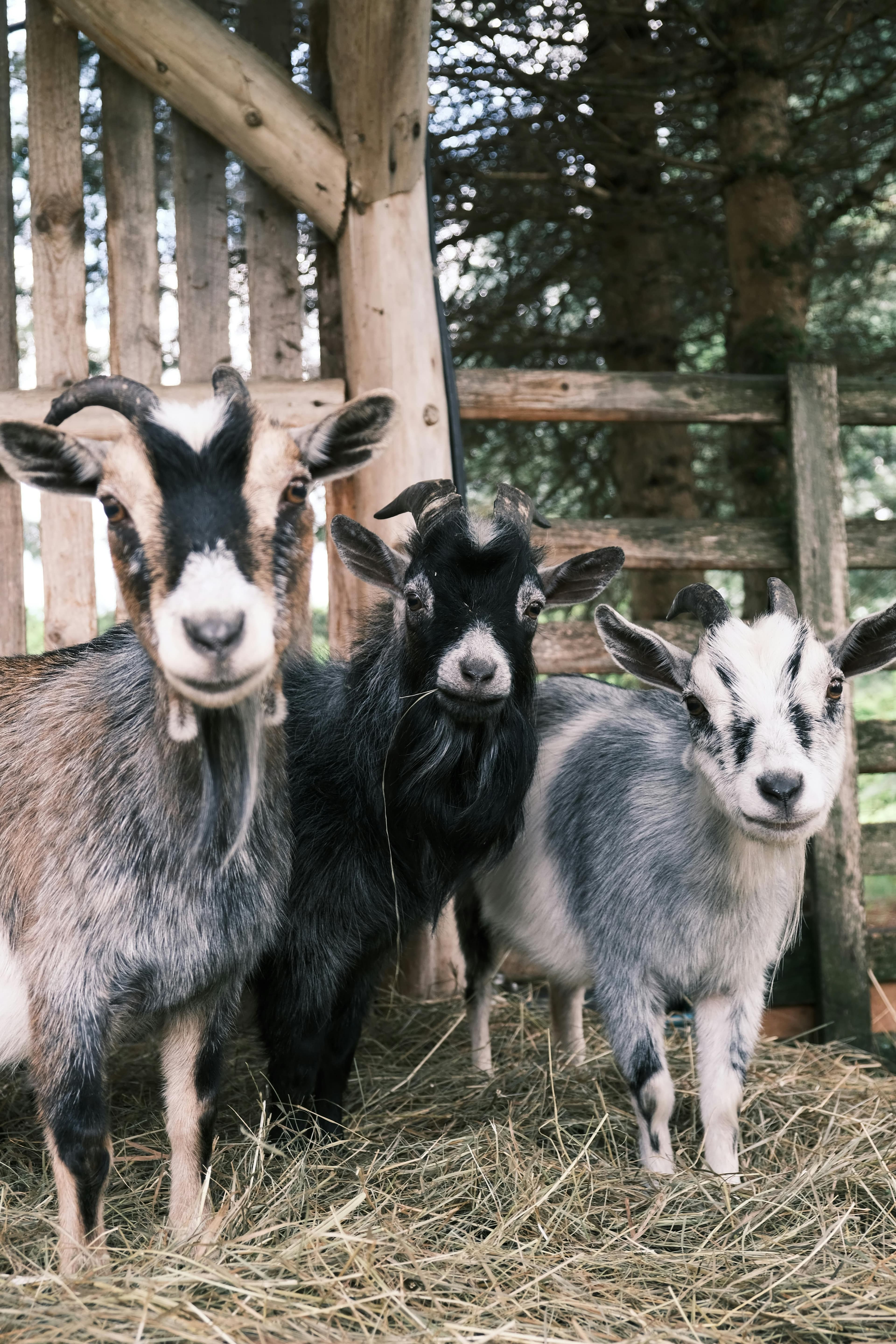 Goats near a wooden fence